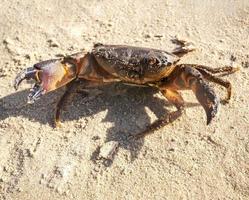 lebende Schlammkrabbe. rohe scylla serrata nahaufnahme. rohstoffe für das konzept der meeresfrüchterestaurants. foto