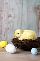 ostergrußkarte mit kleinem huhn, umgeben von eiern vor blauem hintergrund. vertikales banner foto