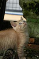 Kätzchen, das im Garten spielt. Orangefarbene kleine Katze, die morgens im Freien spielt. foto