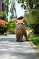 Kätzchen, das im Garten spielt. Orangefarbene kleine Katze, die morgens im Freien spielt. foto
