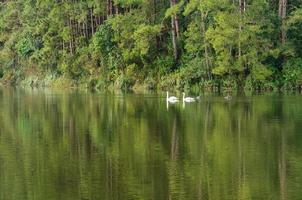 Weißer Schwan und sein Gefährte schwimmen im See foto