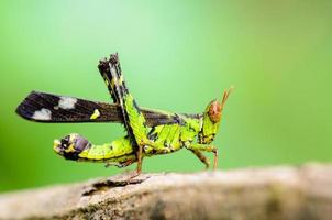 Affe Heuschrecke Erianthus serratus foto