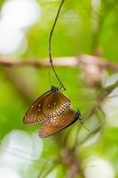 schwarzer kaiser-schmetterling penthema binghami foto