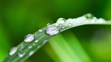 Wassertropfen auf Gras foto