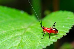 conocephalus melas winzige rote Grille foto