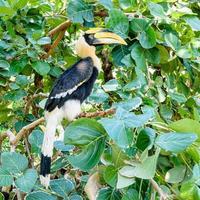 Großer Nashornvogel in Thailand foto