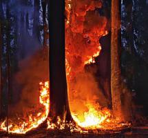 verbrannte Bäume nach Lauffeuer, Umweltverschmutzung und viel Rauch Feuerflammen auf schwarzem Hintergrund, lodernde Feuerflammentextur Waldbrand, brennende Bäume, Feuer und Rauch foto