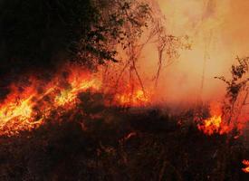 Waldbrand brannte Bäume nach Lauffeuer, Umweltverschmutzung und viel Rauch Flammen auf schwarzem Hintergrund Feuerflammenstruktur Waldbrand, brennende Bäume, Feuer und Rauch