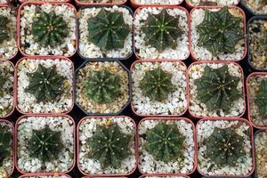 Vermehrung Das Pflanzen von Kakteen in kleinen Töpfen kann als Hobby oder Beruf betrieben werden. Kaktusmenschen schmücken oft ihre Häuser und Schreibtische. weicher und selektiver Fokus. foto
