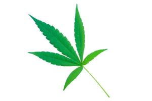 isoliertes grünes Marihuanablatt auf weißem Hintergrund. weicher und selektiver Fokus. foto