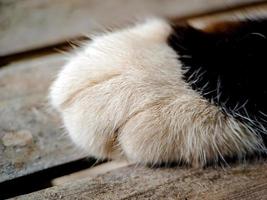 makro einer schwarz-weißen katze, die sich auf der terrasse des hauses entspannt, die textur des katzenfells ist weich und schön. foto