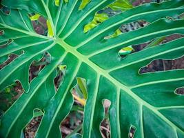 Monstera Deliciosa, Schweizer Käsepflanze oder Spaltblatt-Philodendron ist eine Blütenpflanzenart, die in den tropischen Wäldern Südmexikos beheimatet ist foto