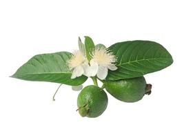 Guave ist eine weit verbreitete tropische Frucht, die in vielen tropischen und subtropischen Gebieten angebaut wird, gemeine Guave, Psidium-Guave, Guave-Zitrone, Guave-Apfel foto