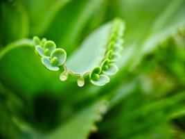 Kalanchoe Pinnata, allgemein bekannt als Domglocke, Luftpflanze, Pflanze des Lebens, Zauberblatt, Goethes Pflanze ist eine Sukkulente, die in Madagaskar beheimatet ist foto