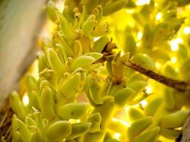 die cocos nucifera-palme ist ein mitglied der palmenfamilie arecaceae und die einzige lebende art der gattung cocos. foto