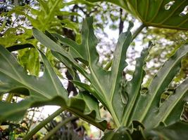 Monstera Deliciosa, Schweizer Käsepflanze oder Spaltblatt-Philodendron ist eine Blütenpflanzenart, die in den tropischen Wäldern Südmexikos beheimatet ist foto
