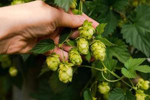 Landwirtschafts- und Landwirtschaftskonzept. Frau Landarbeiter Hand pflücken grüne frische reife organische Hopfenzapfen für die Herstellung von Bier und Brot. frischer Hopfen für die Brauereiproduktion. Hopfenpflanze, die im Garten oder auf dem Bauernhof wächst. foto