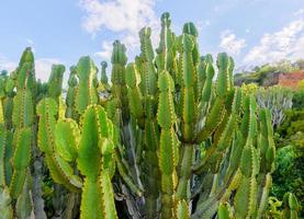 Kaktus aus Südafrika foto