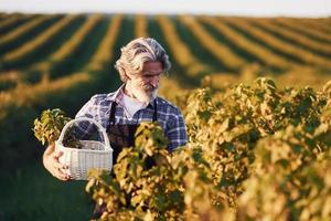 Porträt eines älteren, stilvollen Mannes mit grauem Haar und Bart auf dem landwirtschaftlichen Feld mit Ernte foto