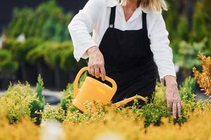 Pflanzen gießen. Seniorin ist tagsüber im Garten foto