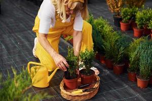 in gelber Uniform. Seniorin ist tagsüber im Garten. Vorstellung von Pflanzen und Jahreszeiten foto