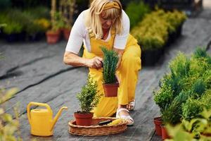 in gelber Uniform. Seniorin ist tagsüber im Garten. Vorstellung von Pflanzen und Jahreszeiten foto