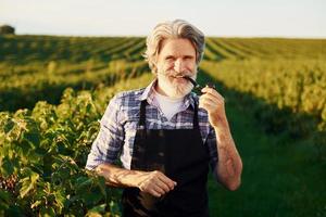 rauchen und Beeren anschauen. Älterer stilvoller Mann mit grauem Haar und Bart auf dem landwirtschaftlichen Feld mit Ernte foto