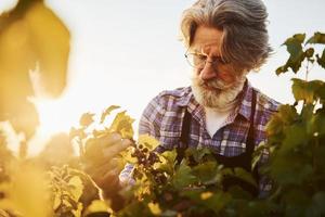 Zeit zu ernten. Älterer stilvoller Mann mit grauem Haar und Bart auf dem landwirtschaftlichen Feld foto