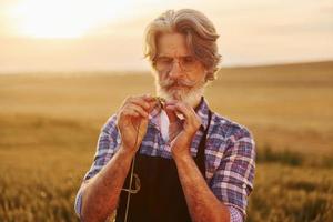 spazieren gehen. Älterer stilvoller Mann mit grauem Haar und Bart auf dem landwirtschaftlichen Feld mit Ernte foto