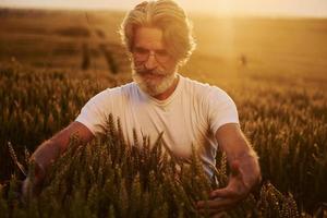 schaut auf die frische Ernte. Älterer stilvoller Mann mit grauem Haar und Bart auf dem landwirtschaftlichen Feld foto