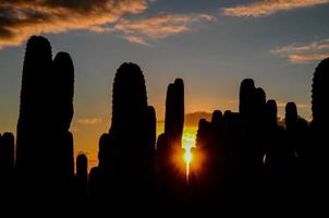 Wüstenblick über den Sonnenuntergang foto