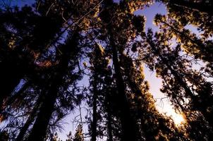 schöner Waldblick foto