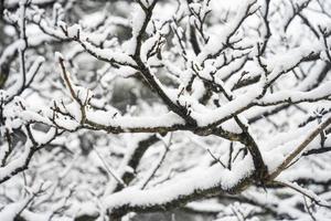 jeju bijarim wald und schnee foto