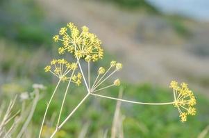 schöne blumen nahaufnahme foto