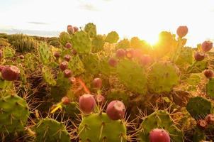 Kakteen auf Wüstenvegetation foto