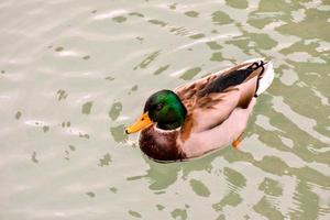 Entenschwimmen auf dem Teich foto