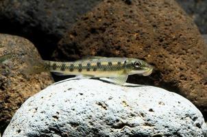 Guppy mehrfarbiger Fisch foto