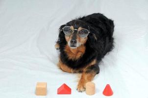iq-test für hunde foto