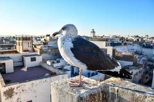 Möwe in Marokko foto