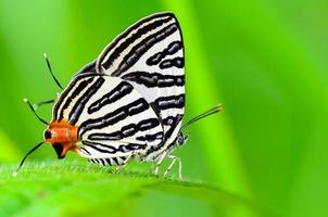 Club Silverline oder Spindasis Syama Terana Schmetterling ruht auf einem Grasblatt foto