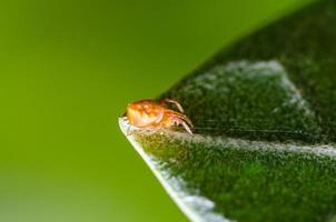 springende Spinne auf dem Blatt foto