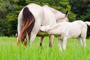 Weißes Pferdefohlen, das von der Stute säugt foto