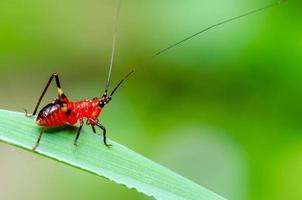 conocephalus melas winzige rote Grille foto