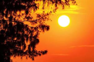 Silhouette des Baumes und der Sonne in einem hellorangen Gelb bei Sonnenuntergang foto