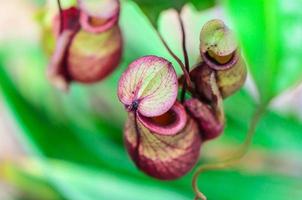 Nepenthes, Affenbecher oder tropische Kannenpflanze foto