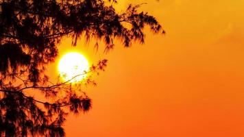 Silhouette des Baumes und der Sonne in einem hellorangen Gelb bei Sonnenuntergang foto