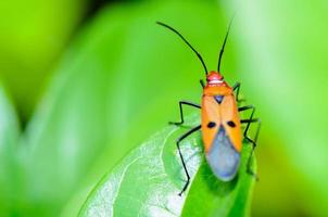 rote Baumwollwanze, Dysdercus cingulatus foto