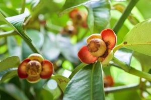 weiche Frucht von Mangostan foto