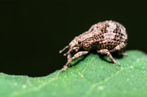 Makro otiorhynchus scaber oder Rüsselkäfer foto