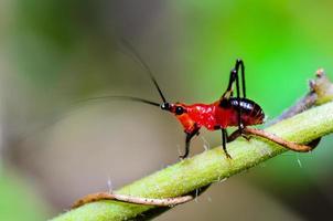 conocephalus melas winzige rote Grille foto